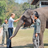 威廉王子在探訪雲南大象繁殖基地時，撫摸大象「然然」。（中新社圖片）