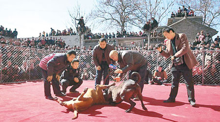 大聶村舉辦鬥狗比賽慶元宵。（互聯網圖片）