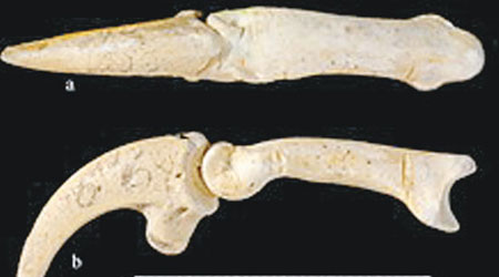 專家在尼安德特人遺址發現有切割痕迹的鷹爪。（互聯網圖片）