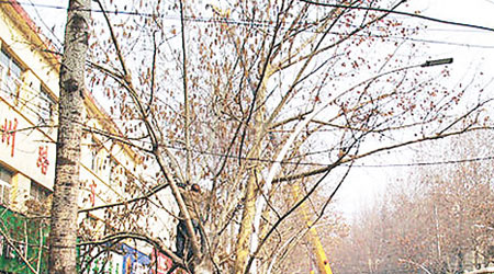 傳晉城為市慶修路，砍掉大批白楊樹。（互聯網圖片）