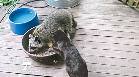 浣熊搶吃貓糧。（互聯網圖片）