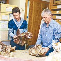 專家經研究後，相信化石屬於新的恐龍品種。（互聯網圖片）