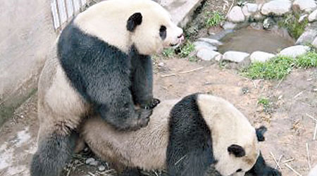當局首次向全球推出大熊貓交配實況直播。（互聯網圖片）