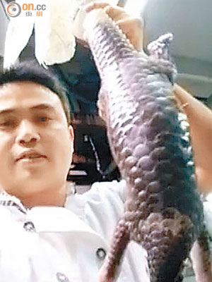 廣西梧州一家酒店的廚師龍某，近日在網上晒出多張宰殺國家二級保護動物穿山甲。