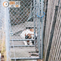 部分聖伯納犬被鎖在室外的籠中，任由冷風吹襲。