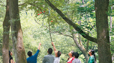 缺德遊客偷走鈎掛在樹上的風鈴。（中新社圖片）
