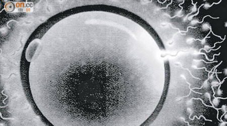 體外培育精子仍待進行人體臨床測試。