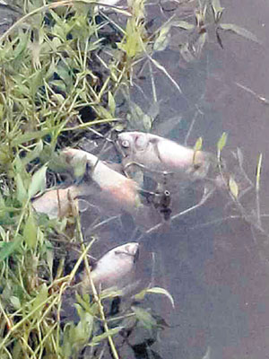 河面浮現大量死魚。（互聯網圖片）