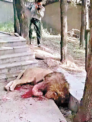 咬死工作人員的獅子被擊斃。（互聯網圖片）