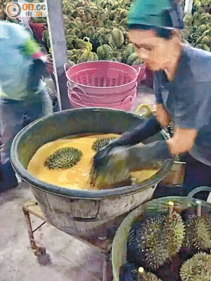 網上流傳有人用黃色染料浸泡榴槤，製作黑心榴槤。（資料圖片）