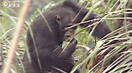 黑猩猩利用樹葉吸吮棕櫚樹的樹液。