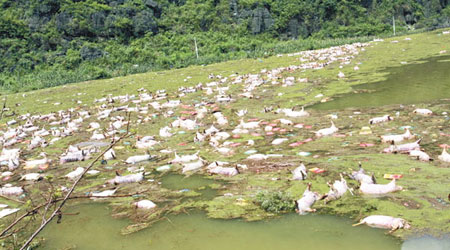 廣西有養殖場被洪水沒頂，大量豬隻被淹死。（互聯網圖片）