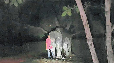 涉事大象被帶走。（互聯網圖片）