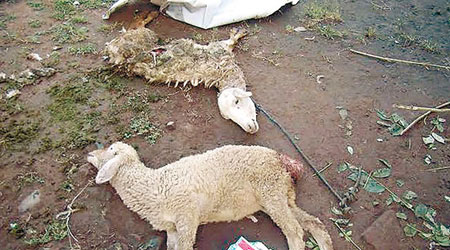 有居民發現飼養的羊離奇暴斃，死狀恐怖。（互聯網圖片）