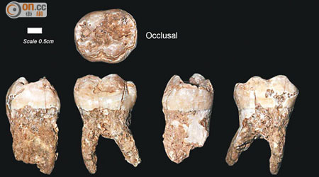 四十萬年歷史的人類牙齒。