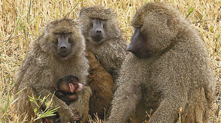 研究發現，東非狒狒也會講民主。（互聯網圖片）