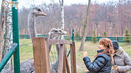 亞努科維奇的鴕鳥園成遊人景點。（資料圖片）