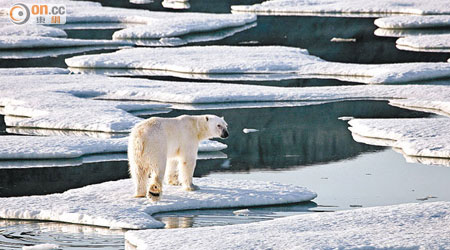 浮冰減少，北極熊的生存受到威脅。（資料圖片）