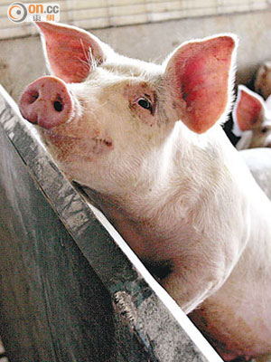 美國每年生產的豬肉部分供應中國市場。（資料圖片）