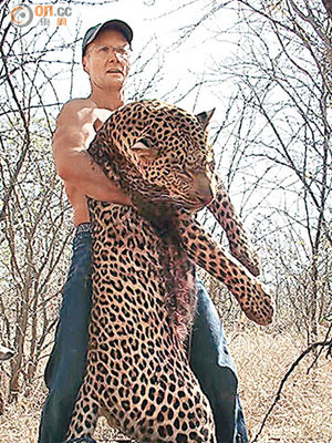美國牙醫帕爾默曾拍下捕豹照。