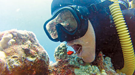 潛水員靠近珊瑚旁的小蝦（箭嘴示）。（互聯網圖片）