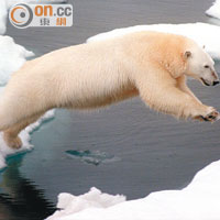 北冰洋冰塊融化速度加快，令北極熊生態受威脅。（設計圖片）