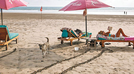 峇里海灘上隨處可見犬隻。
