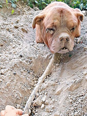 獒犬慘遭活埋在地下，僅露出頭部及部分軀幹。（互聯網圖片）