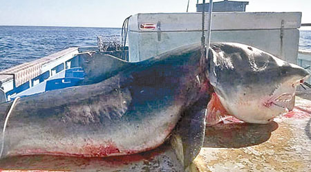 巨型虎鯊躺在漁船上。（互聯網圖片）