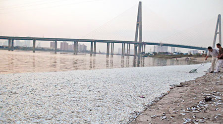 天津濱海新區海河閘岸邊出現大批死魚。（中新社圖片）