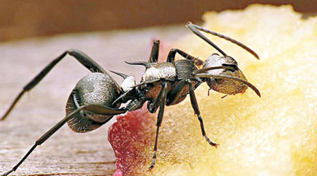 研究指螞蟻懂得自我治療。（互聯網圖片）