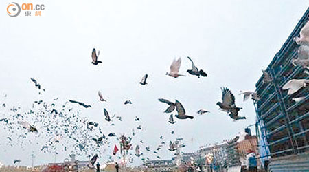 北京當局下令禁止在閱兵期間放飛白鴿。（資料圖片）