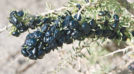 黑枸杞含大量原花青素，具抗老養顏等功效。