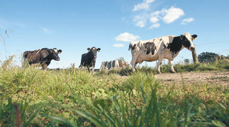 新西蘭的牛隻數量超越當地人口。（資料圖片）