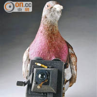二戰期間，鴿子被裝上攝錄機作軍事用途。
