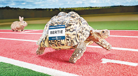 烏龜界保特：伯蒂每秒可「跑」28厘米，即用6分鐘可完成100米，比一般烏龜快一倍。