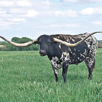 最長牛角：美國德州牛Big Red 907的兩隻角，合共長達292.1厘米，是全球擁有最長牛角的牛。