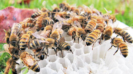 部分蜜蜂會到鄰近的蜂巢，偷取花蜜和花粉。