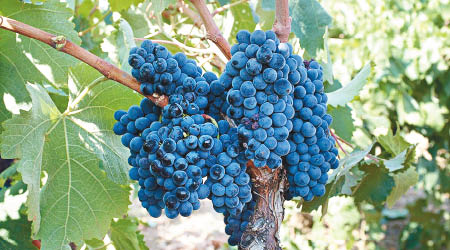 意大利有望超越法國，成為全球最大葡萄酒生產國。