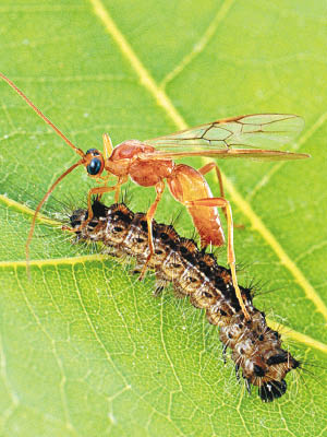 寄生蜂以毛蟲作繁殖寄生體。