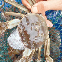 今年大閘蟹產量料減少。