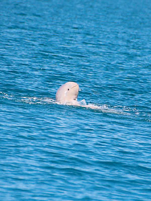 澳洲短鰭海豚頭部圓滾滾，嘴巴似在微笑。