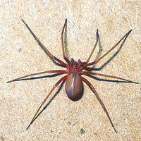 棕色隱遁蜘蛛（互聯網圖片）