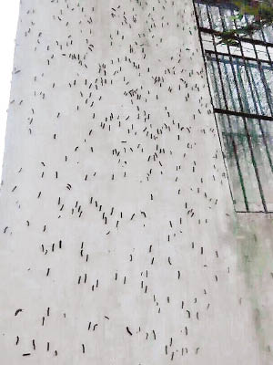 農民家中牆壁布滿毛蟲，相當駭人。（互聯網圖片）