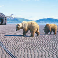 動物紀錄片《Great Bear Stakeout》其中一幕透過剪接而成。