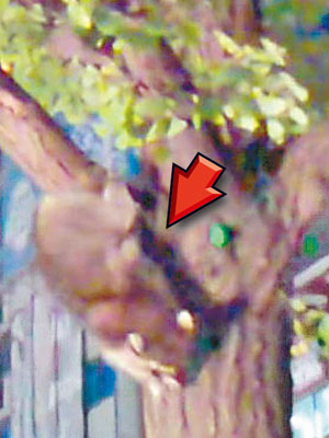 浣熊躲於一棵大樹上（箭嘴示）。