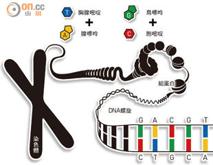 美瑞三傑奪化學諾獎破解DNA修復助治癌