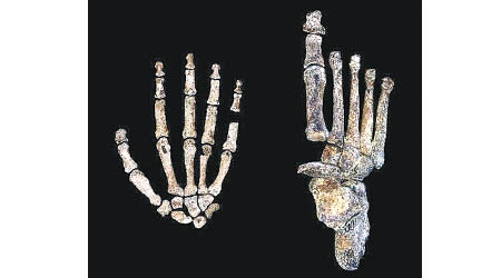 新人種的手指及腳趾比現代人長。（互聯網圖片）