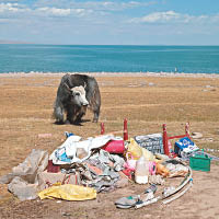 垃圾破壞當地生態，令不少動物受害。