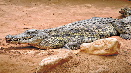 澳洲科學家相信鱷魚睡覺時是半清醒，以防襲擊。（互聯網圖片）
